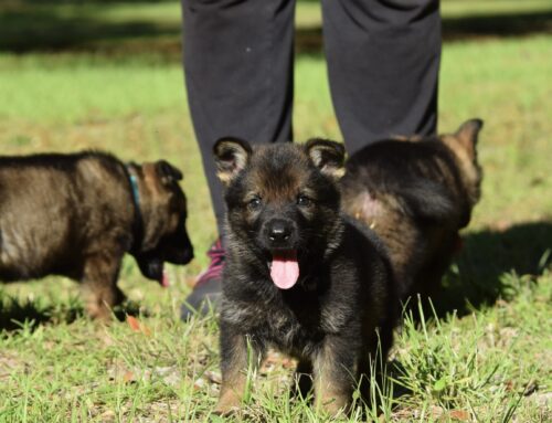 Working vs. Show German Shepherds: Understanding the Differences