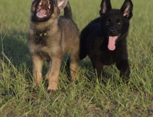Introducing German Shepherds to Other Dogs: A Comprehensive Guide