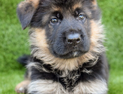 Types of Worms in German Shepherds: From Puppy to Adult and Deworming Recommendation