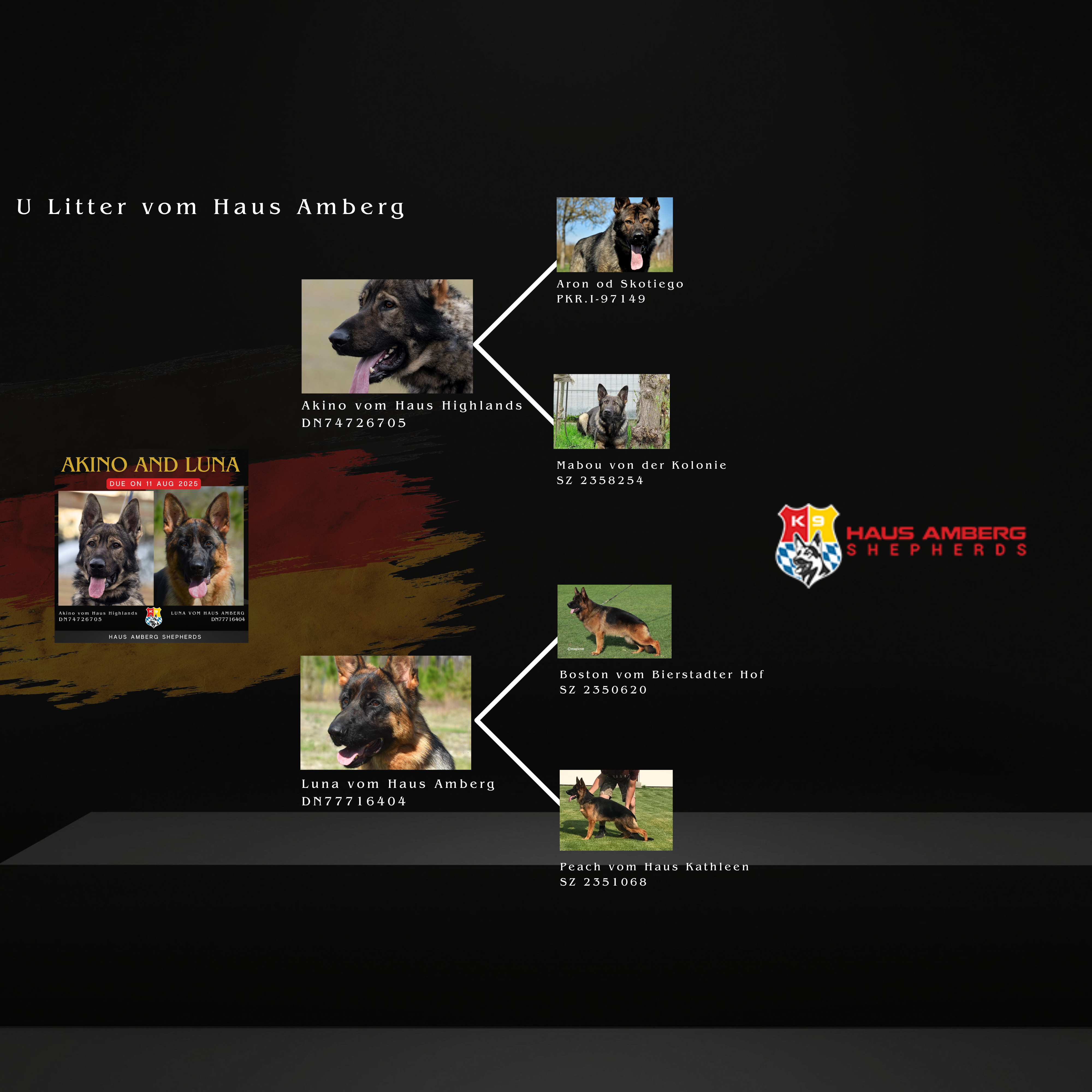 Copy of LItter Announcement (500 x 500 px) (2000 x 1000 px) (2000 x 2000 px)