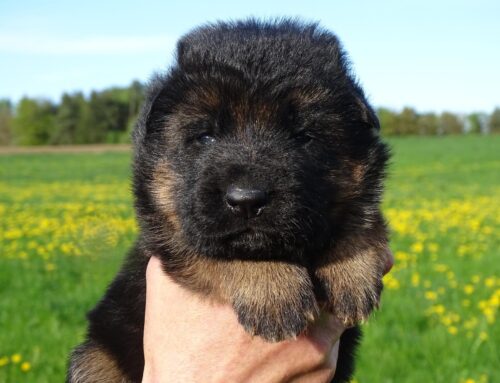 The Slope in Showline West German Shepherds: Understanding the Aesthetic and Functional Appeal