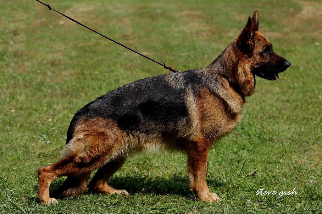 The German Shepherd Dog Sv Ratings Explained German Shepherd Breeder Puppies For Sale Haus Amberg Shepherds