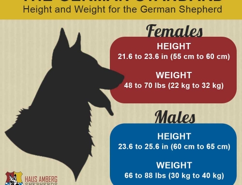 Height and Weight of the German Shepherd