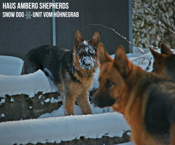 German Shepherd Dog – German Shepherd Breeder Puppies For Sale : Haus