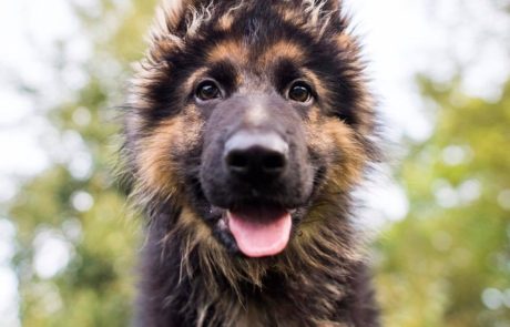 german-shepherd-puppy