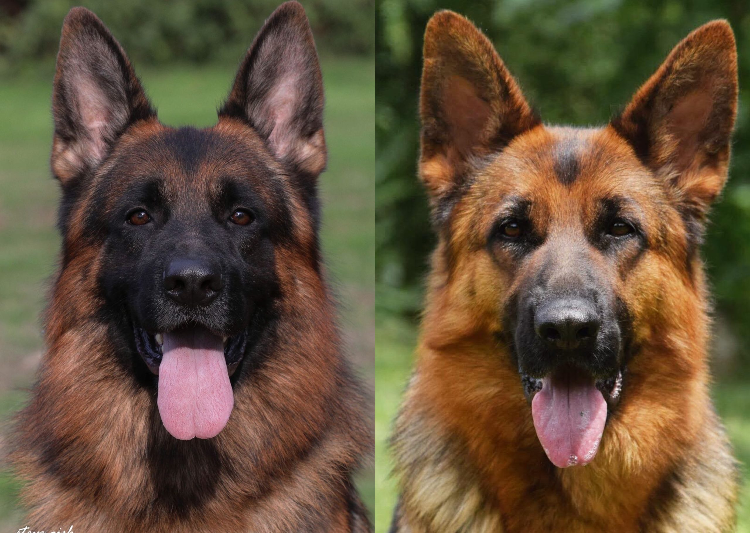 showline-german-shepherd