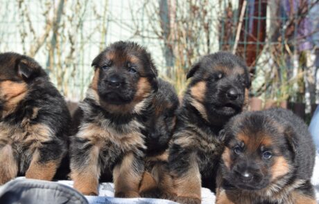 Multifunctional Vest 3.0 – German Shepherd Breeder Puppies For Sale : Haus  Amberg Shepherds