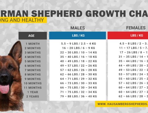 German Shepherd Growth Chart