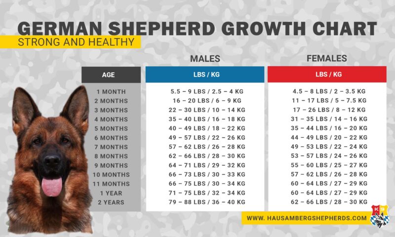 German Shepherd Growth Chart – German Shepherd Breeder Puppies For Sale ...