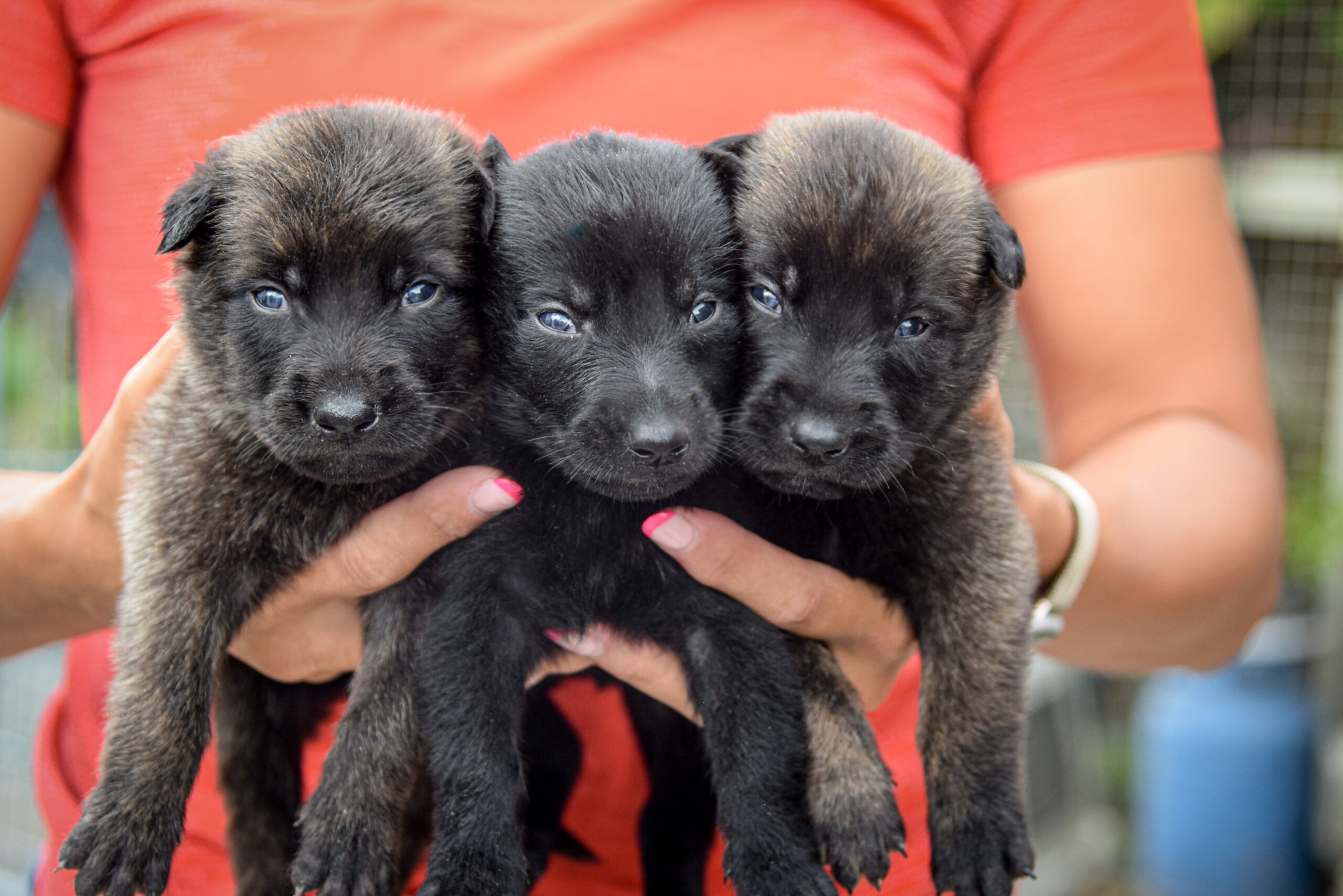 Multifunctional Vest 3.0 – German Shepherd Breeder Puppies For Sale : Haus  Amberg Shepherds