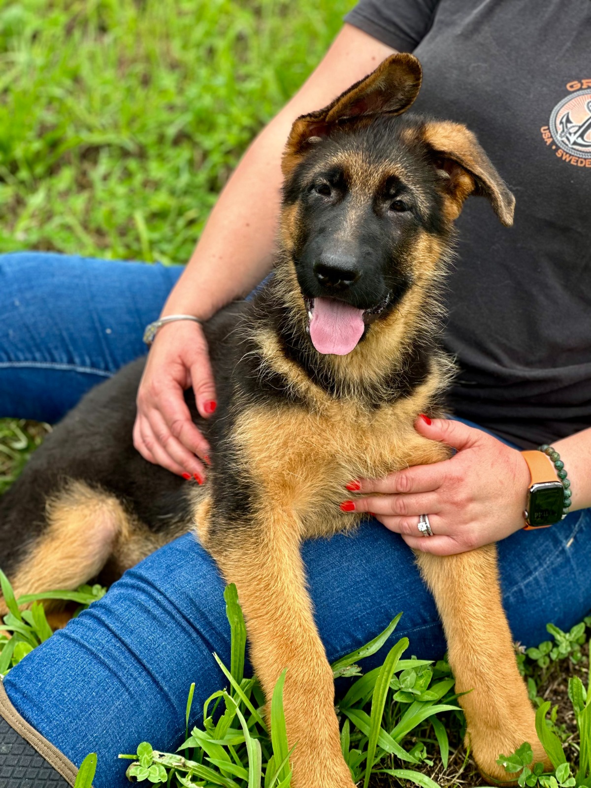 Boston and Peach – German Shepherd Breeder Puppies For Sale : Haus ...