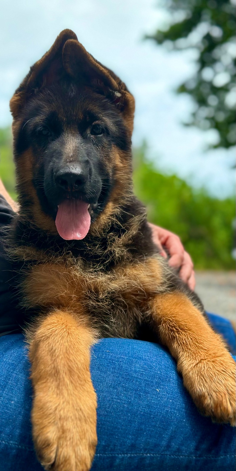 Boston and Peach – German Shepherd Breeder Puppies For Sale : Haus ...