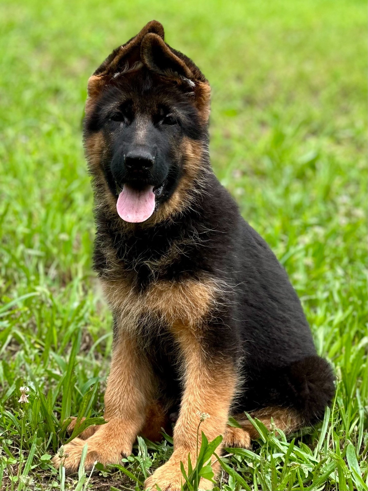 Boston and Peach – German Shepherd Breeder Puppies For Sale : Haus ...