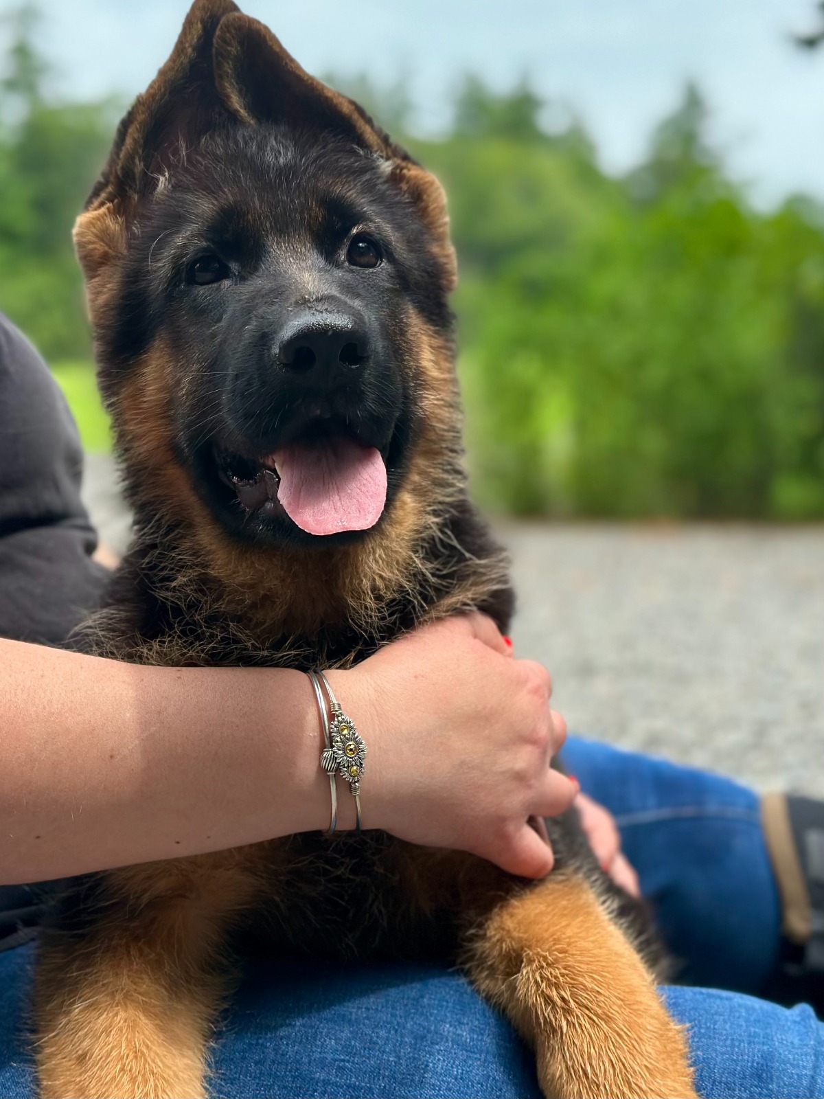 Boston and Peach – German Shepherd Breeder Puppies For Sale : Haus ...