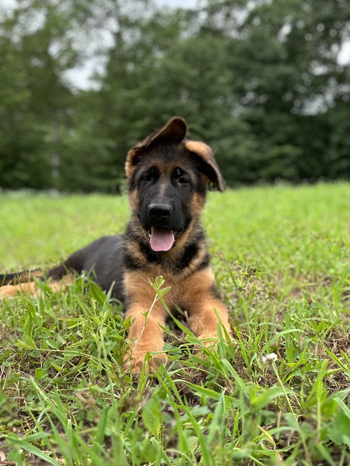 Boston and Peach – German Shepherd Breeder Puppies For Sale : Haus ...