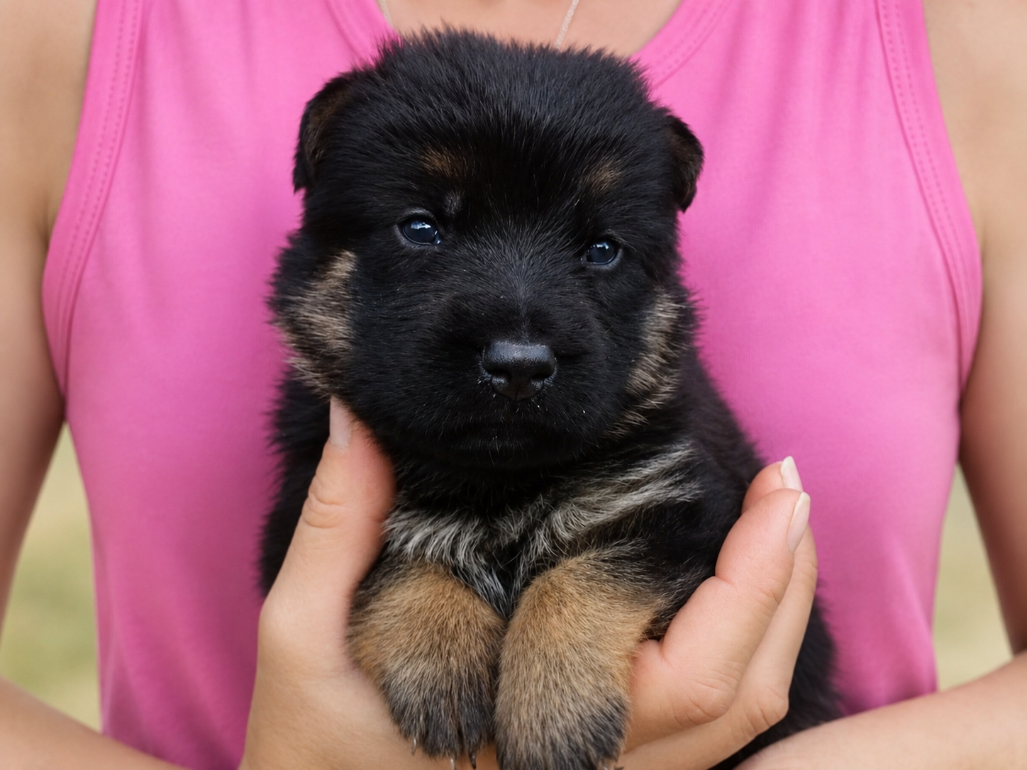page puppy (1)