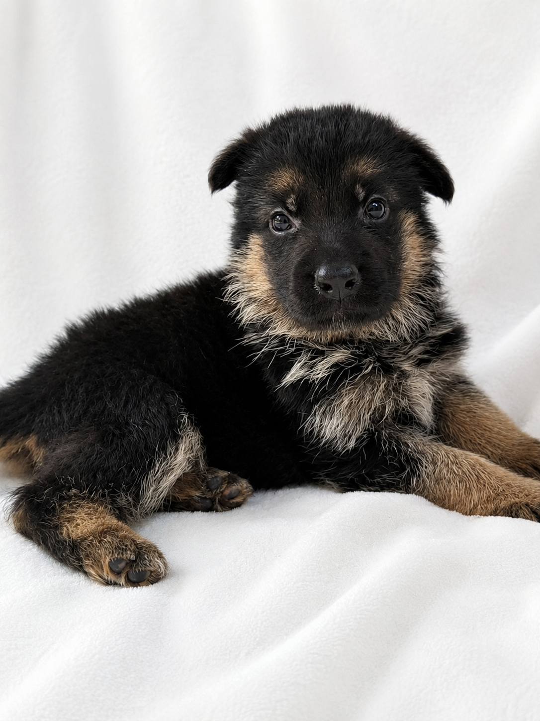 5 weeks-Peach-TItus (2)