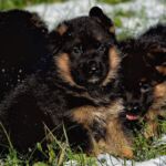 German Shepherds: Protection and Family Pets
